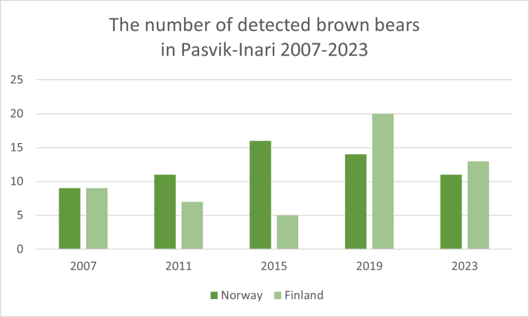 In total, 22 bears were detected in the hair trap project in Pasvik-Inari in 2023. 11 bears were detected on the Norwegian side and 13 bears were detected on the Finnish side of the border.