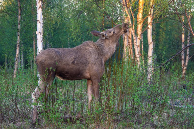 Cross-border migration among wildlife populations and reindeer herds can potentially contribute to the spread of pathogens between countries. This underscores the need for continuous monitoring to safeguard the health of both domestic animals and native wildlife in Norway. Photo: Morten Günther
