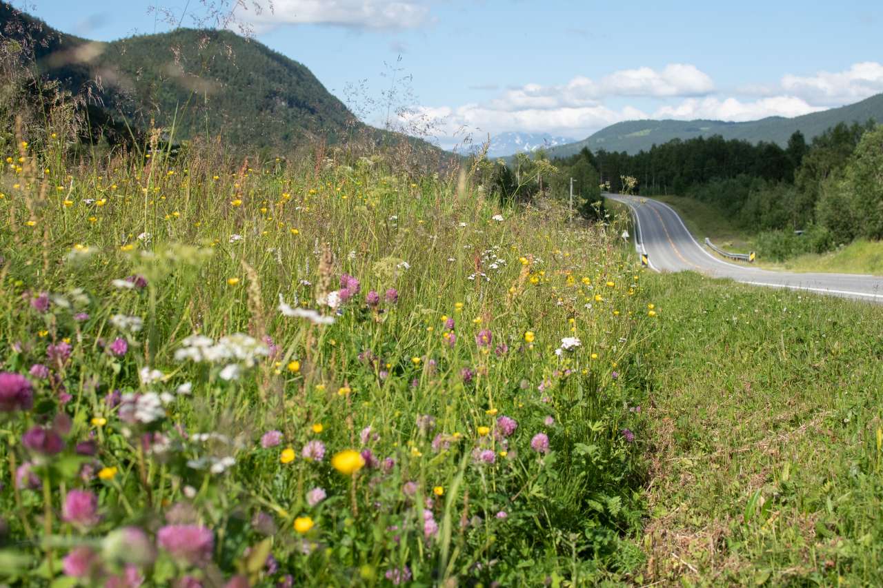 VeikantBlomsterengNordNorge_JuttaKapferBøhn
