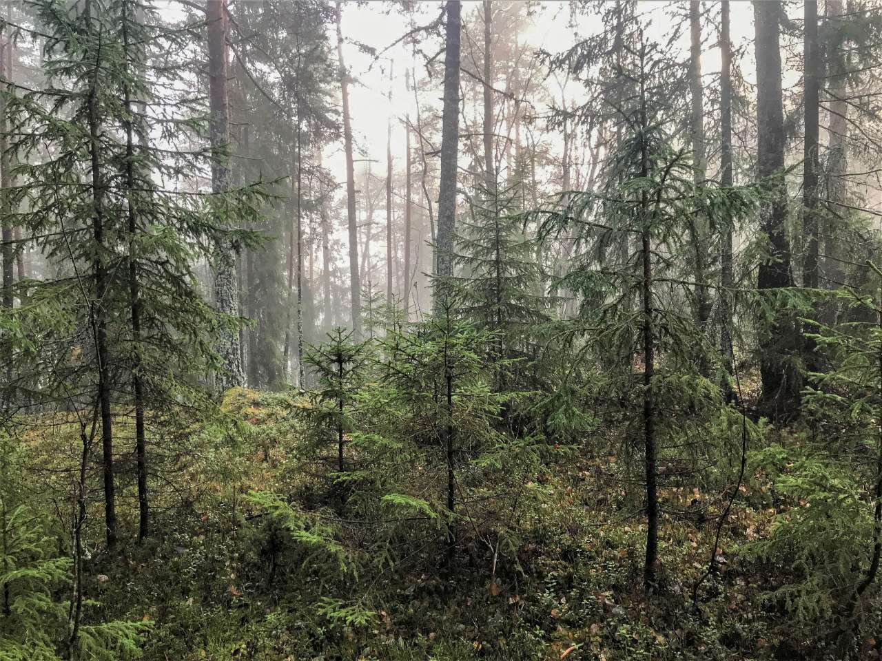 Foryngelse i lysåpning - Foto John Yngvar Larsson - NIBIO