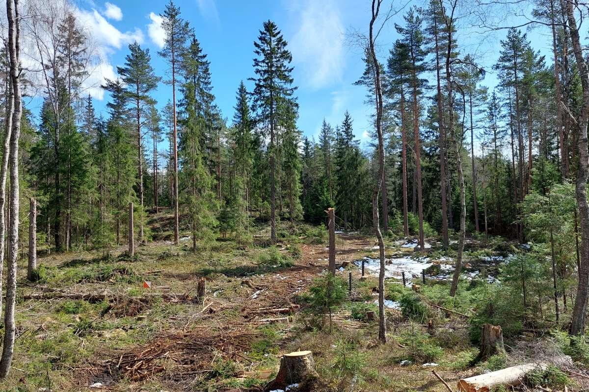 Gruppehogst Sognsvann - Foto Lisa Näsholm Bymiljøetaten Oslo kommune