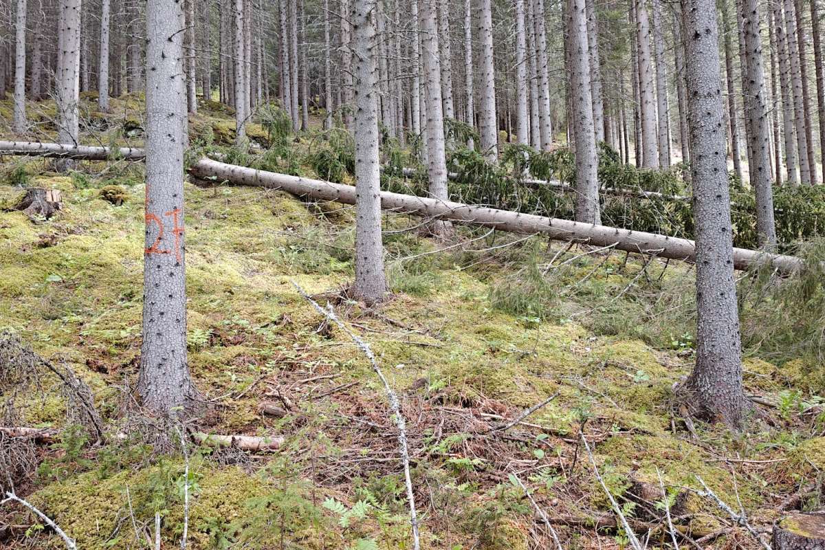 2 - Gran i nord - 1 - fra Bardu - Foto Eirik Nordhagen - NIBIO