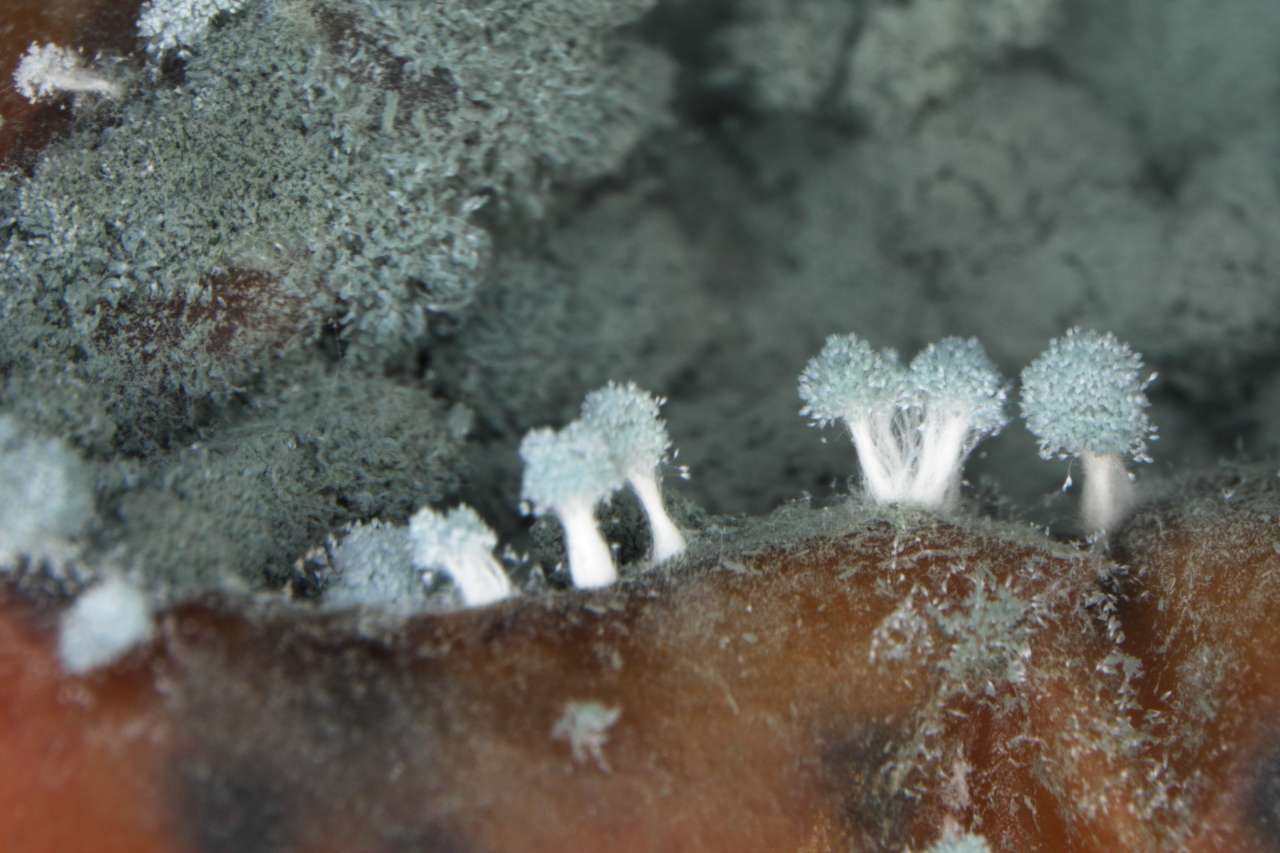 penicilum skog 1