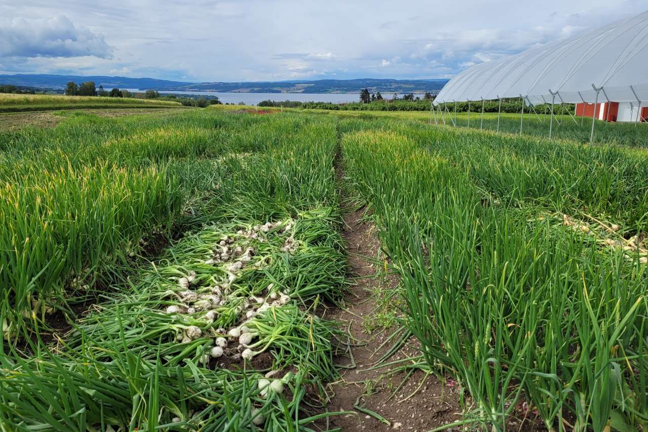 Planteløk sortsfelt foto Pia Heltoft_cropped