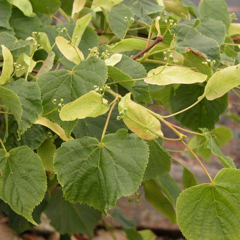 Tilia cordata