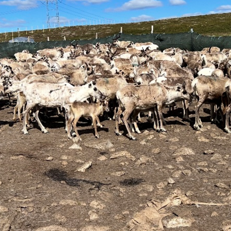 Reinsdyrflokk i innhegning