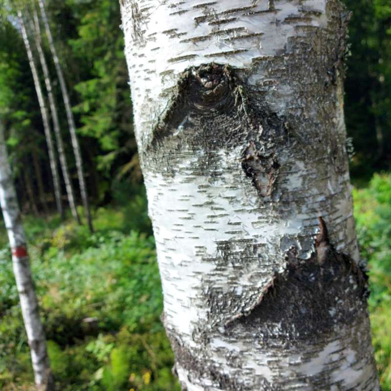 Birch photo
