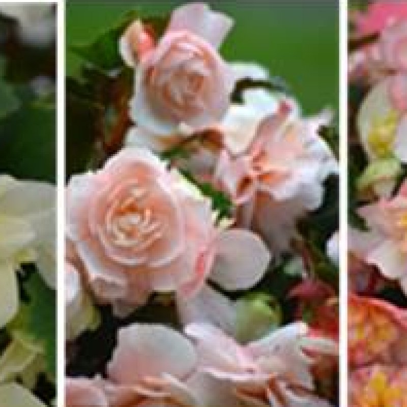 Nye foredlingslinjer av begonia viser stor fargeprakt og variasjon.