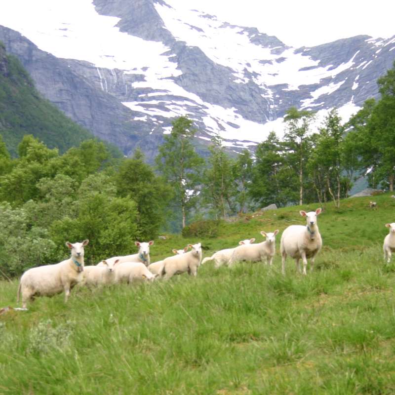 Sauer på utmarksbeite
