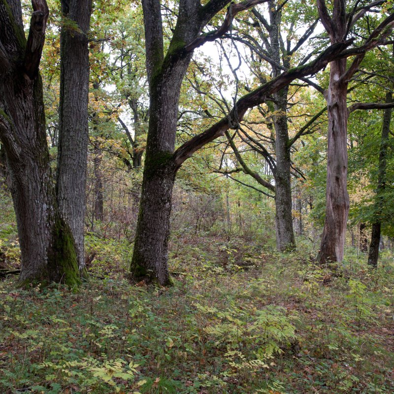 Edelløvskog. Eikeskog