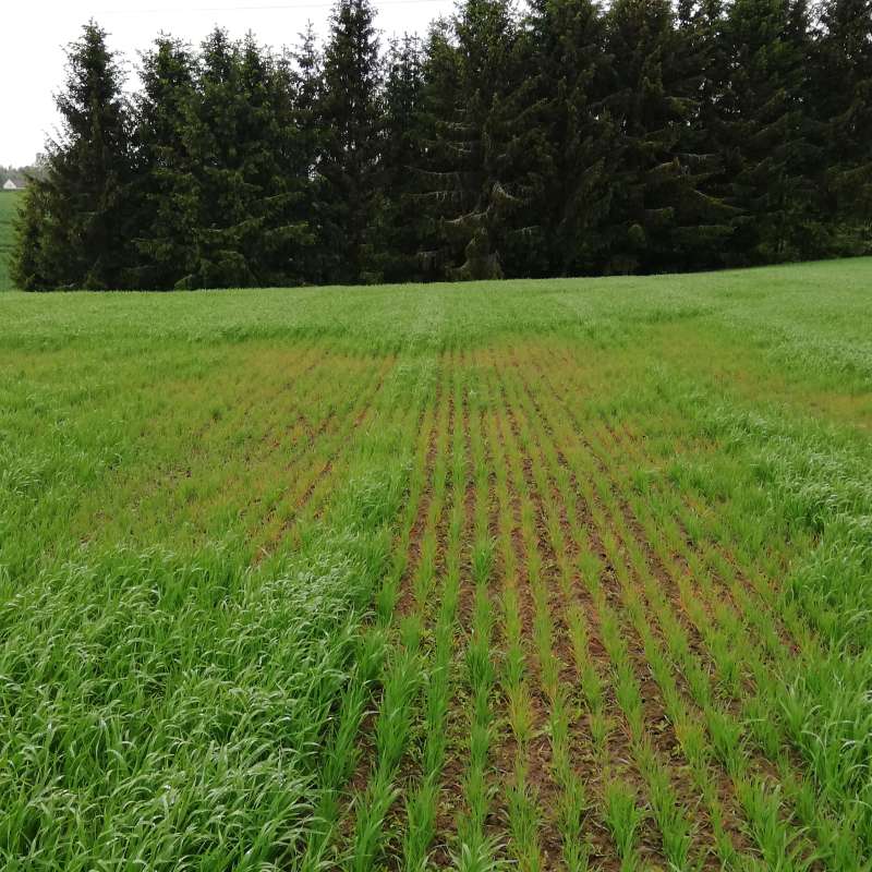 Jorde med virus- eller nematodeskade