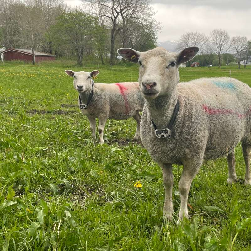 Sau med GPS-klave på beite