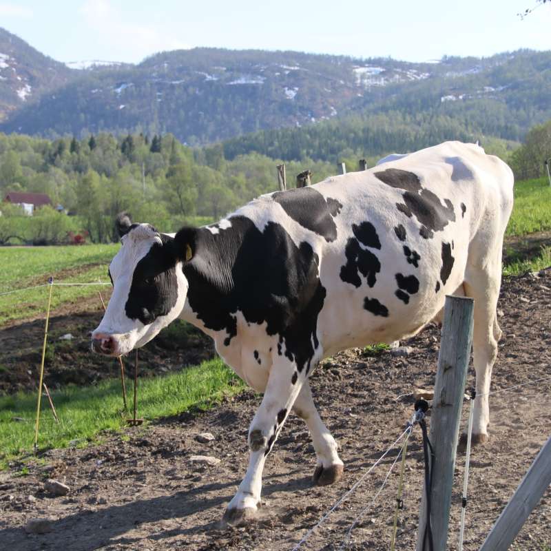 Ku på vei til beite