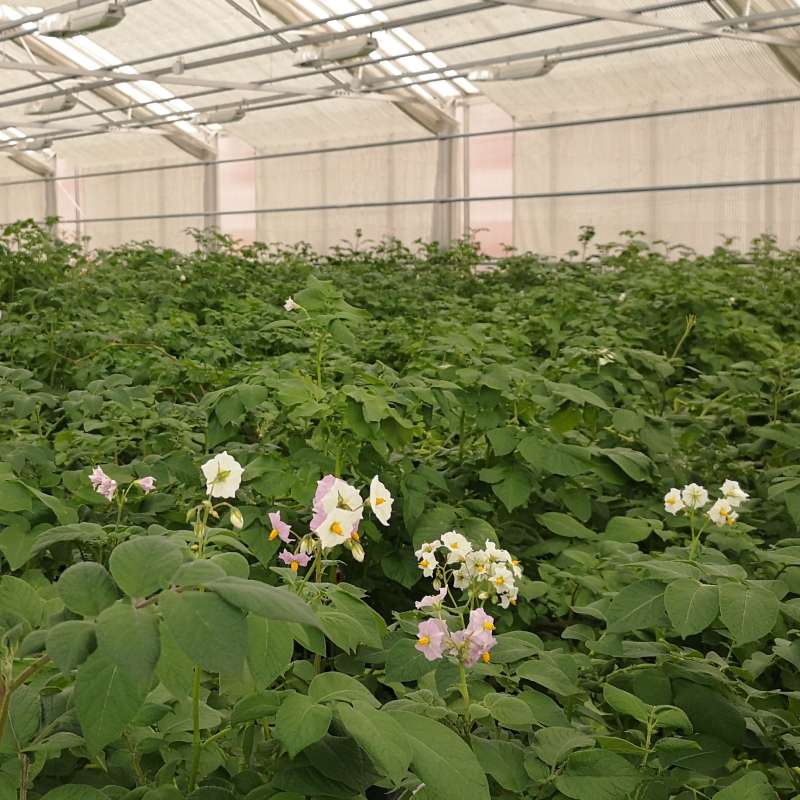 Potetdyrking  drivhus