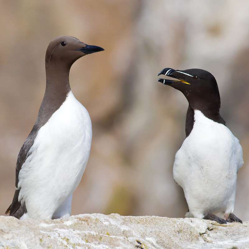 The common guillemot (Uria aalge) and razorbill (Alca torda).