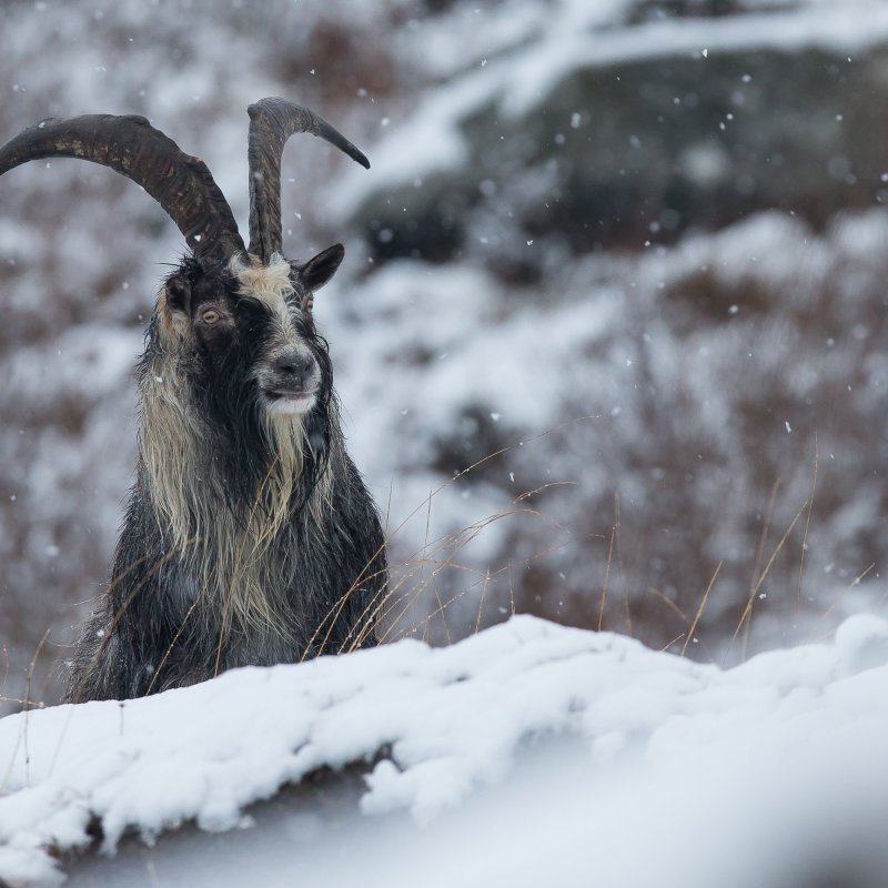 Foto: Ingar Støyle Bringsvor