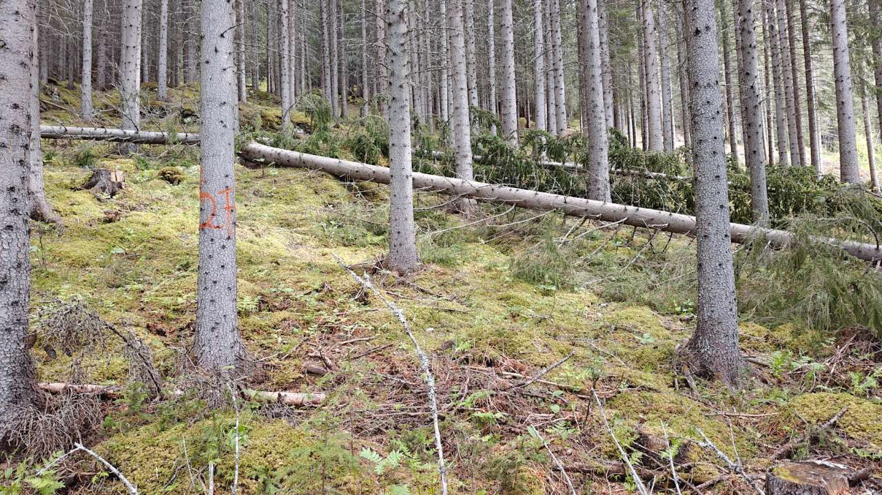 2 - Gran i nord - 1 - fra Bardu - Foto Eirik Nordhagen - NIBIO