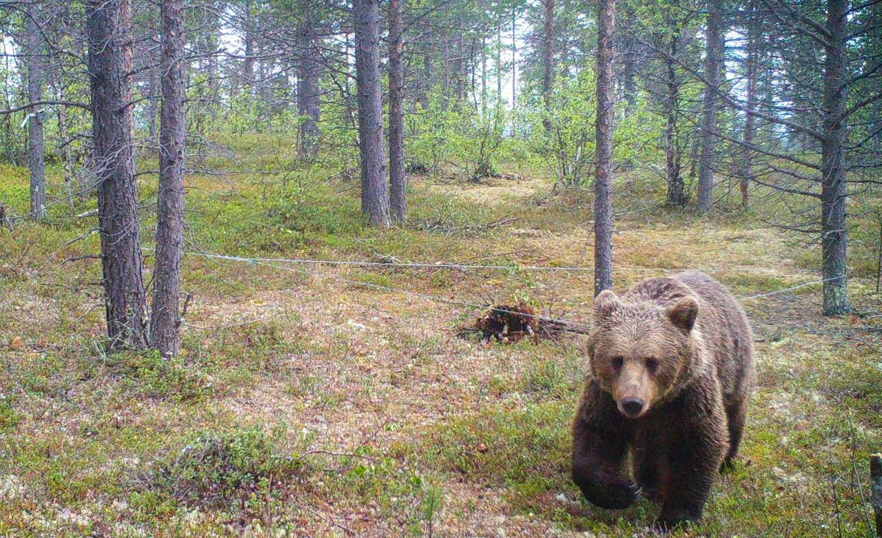 Bjørn på KS8 Bjørn 2025 IMG_0046