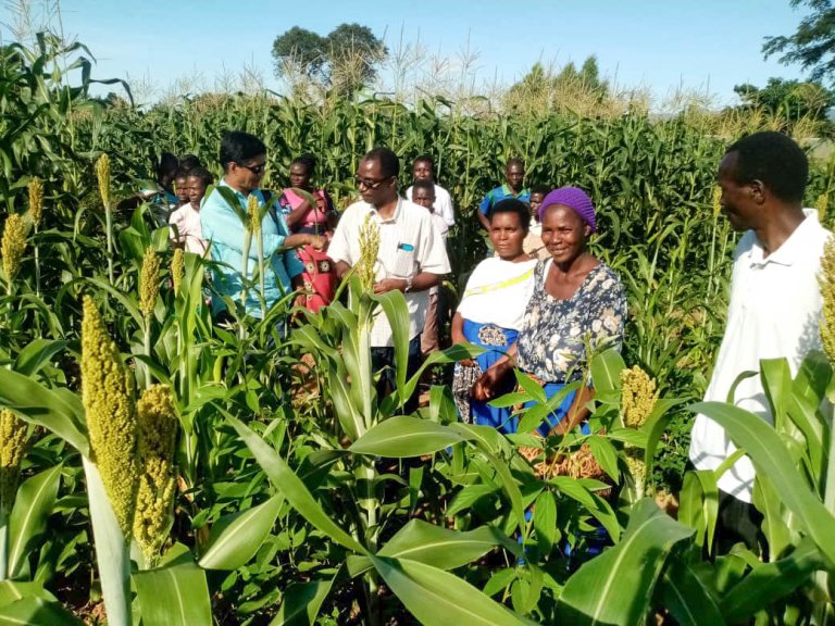 Maize-legume and Sorghum-legume intercropping systems in Malawi. Photo: L.Dakishoni.