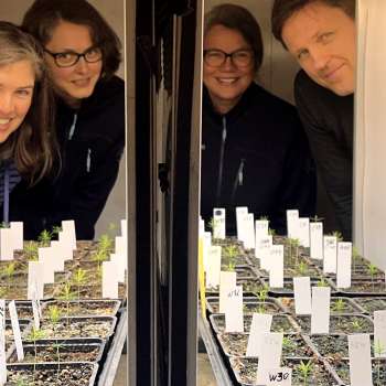 24-33-Velduftande-plantevern-silje-simonsen_1-OK