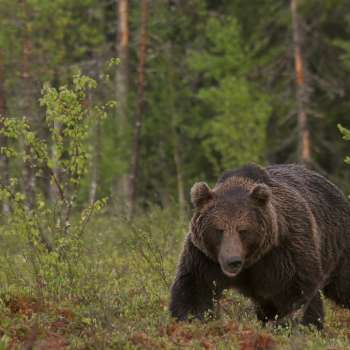 31-46-Finnish brown bear - Photo by Alexander Kopatz-2