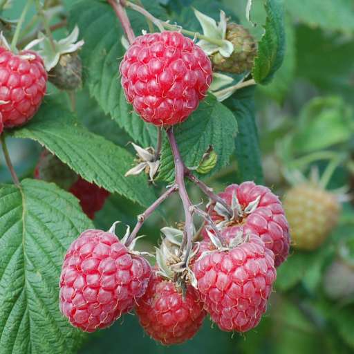 Climate-adapted raspberries and blackberries - Nibio