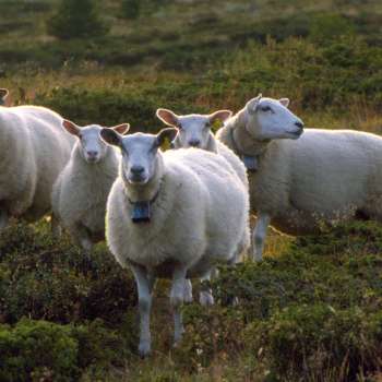 15-51-Sau_beite_Borkdalen_Sor-Fron_YR
