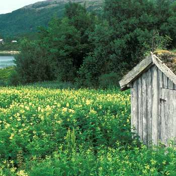 8-55-Uteavdrift_1_19990721-OP-001_mjødurt gjengroing_Hovsland, Senja_Stangeland_Troms-OK