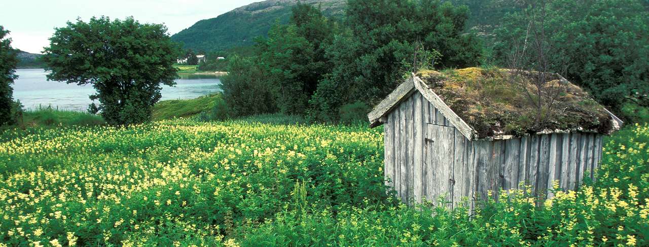 8-55-Uteavdrift_1_19990721-OP-001_mjødurt gjengroing_Hovsland, Senja_Stangeland_Troms-OK
