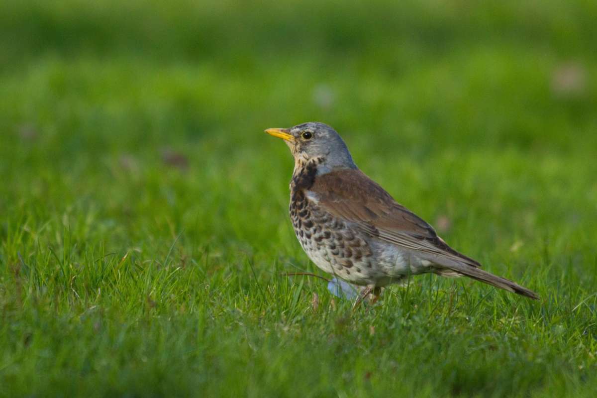 Bilde 3 Gråstrost_Christian _Pedersen