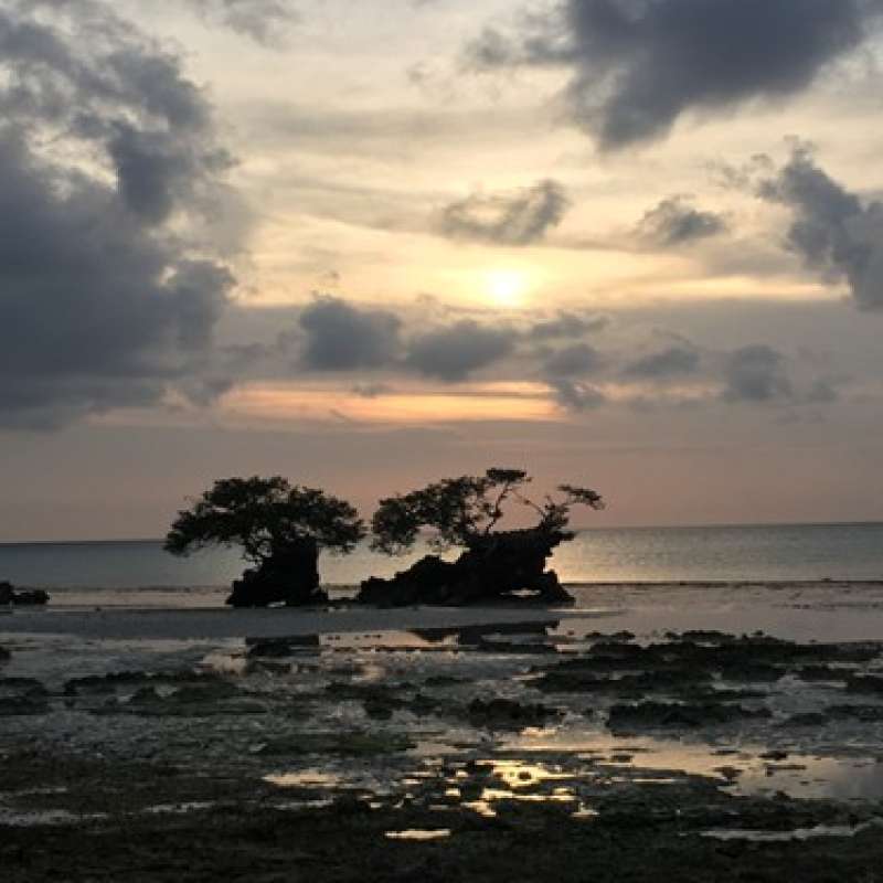 Degraded Coastal Mangroves in Africa