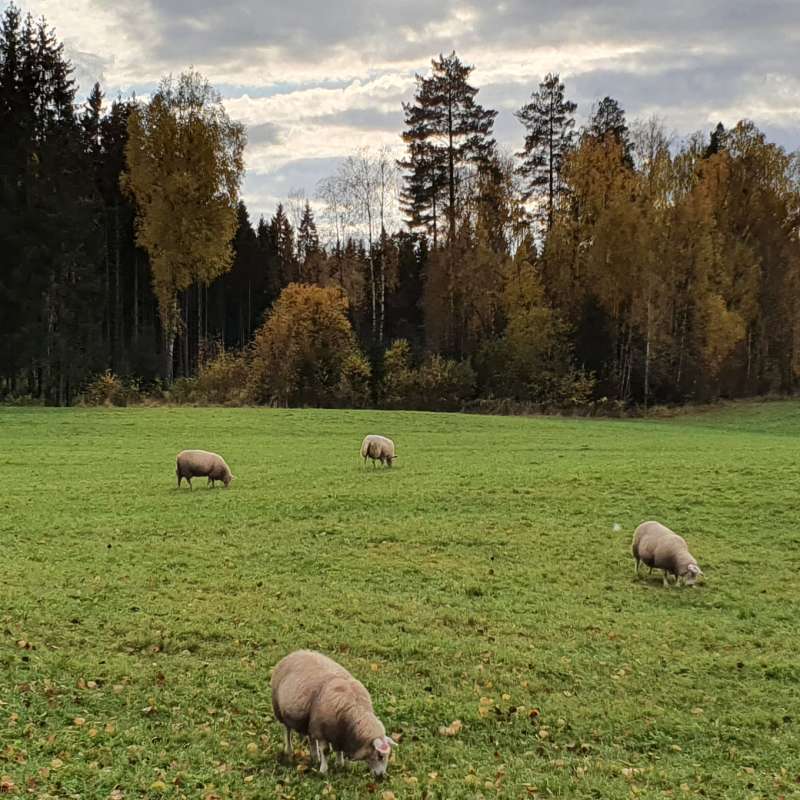 Sheeps on cropland