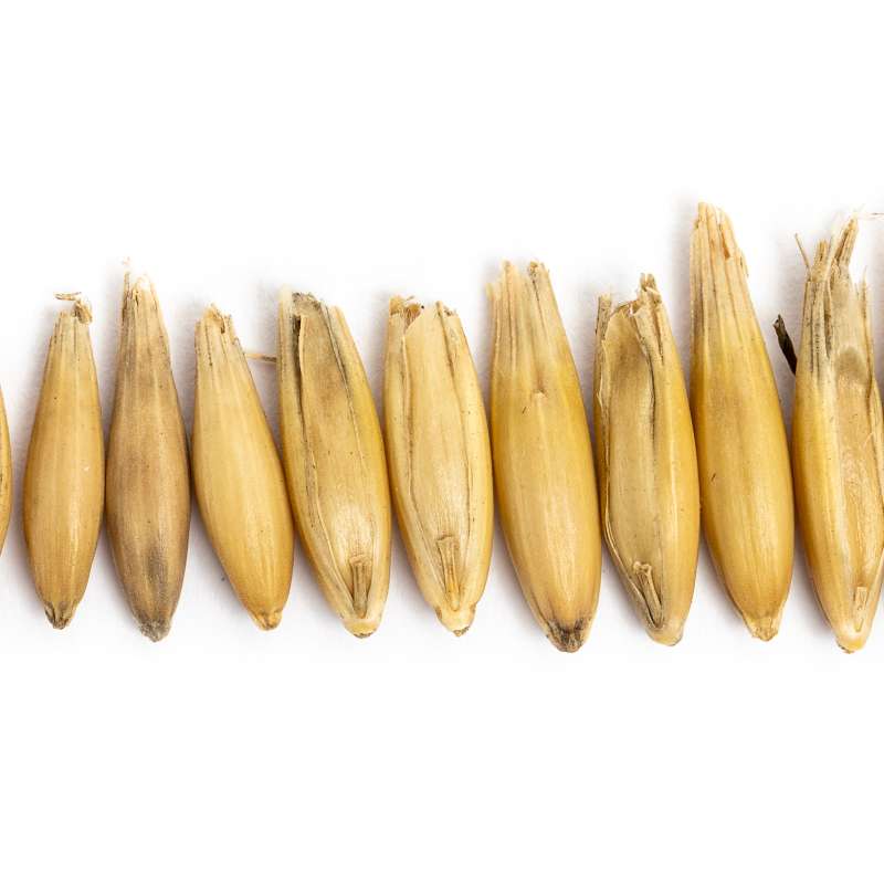 Havrekorn