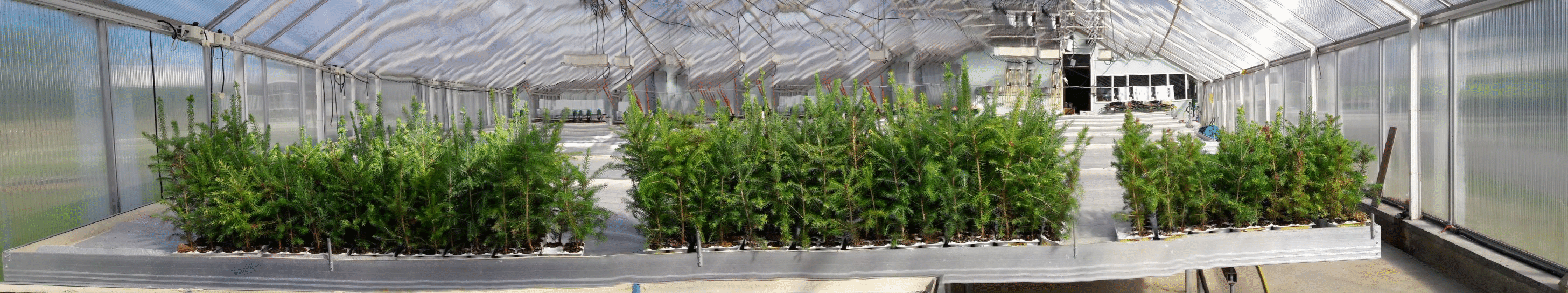 greenhouse_spruce_web