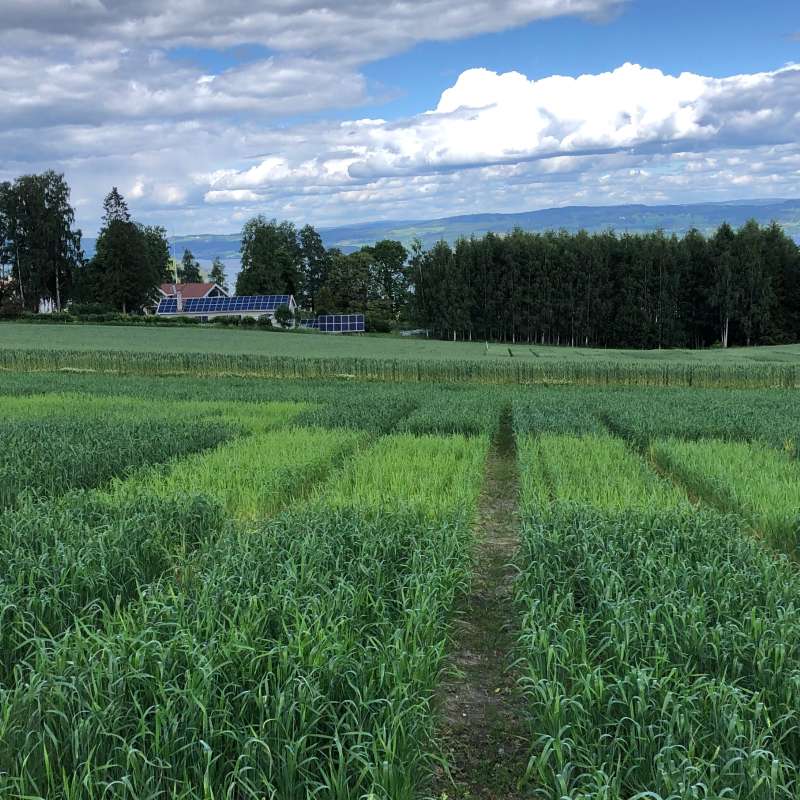 Field with  ongoing fertilisation testing