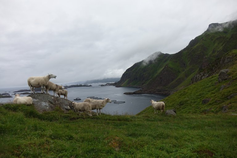 Mange av sauene i Nord-Norge lever i naturskjønne omgivelser. Foto: Jon Schärer