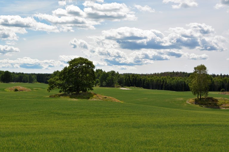 Åkerholmer kan være viktige leveområder for flere av kulturlandskapsfuglene våre. Foto: Wenche Dramstad