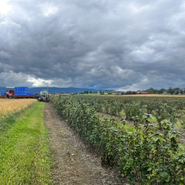 I Norge har produksjonsarealet for solbær vært relativt stabilt de siste 30 årene. Hovedtyngden av den kommersielle produksjonen foregår i Innlandet, Telemark og Buskerud. Foto: Anne Linn Hykkerud
