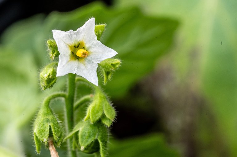 Svartsøtvier i potteforsøk i SOLWeeds-prosjektet. Foto: Erling Fløistad