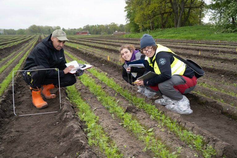 Forsker i NIBIO, Therese With Berge, t.h. og ingeniørene Mohammad Alsbirij og Martha Bosque Fajardo registrerer oppspirt ugras i tidliggulrot rett etter at plastdekket er fjerna. Foto: Erling Fløistad