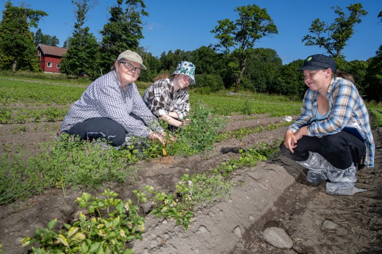 Prosjektleder Kirsten Tørresen, stipendiat Lovisa Ek Hansson og sommerhjelp Thea Amalie Aarstad registrerer svartsøtvier som har vokst seg stor i et rotpersillefelt i Dilling, Moss. Foto: Erling Fløistad