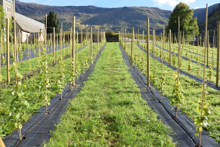 Etablering av druefelt ved NIBIO Ullensvang vil gje både kunnskap om kvalitet og modning av aktuelle druesortar dyrka i norsk klima, og kunnskap om dyrkingsteknologiske spørsmål som til dømes dyrking i tunnel, jorddekking og oppbindingsteknikk. Foto: Darius Kviklys