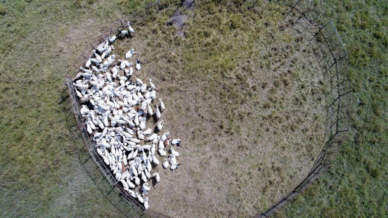 The researchers found that the Bayesian inference method consistently produced results that aligned with IPCC Tier 2 estimates, even for low-emission animals like goats and sheep. Photo: John Hulth