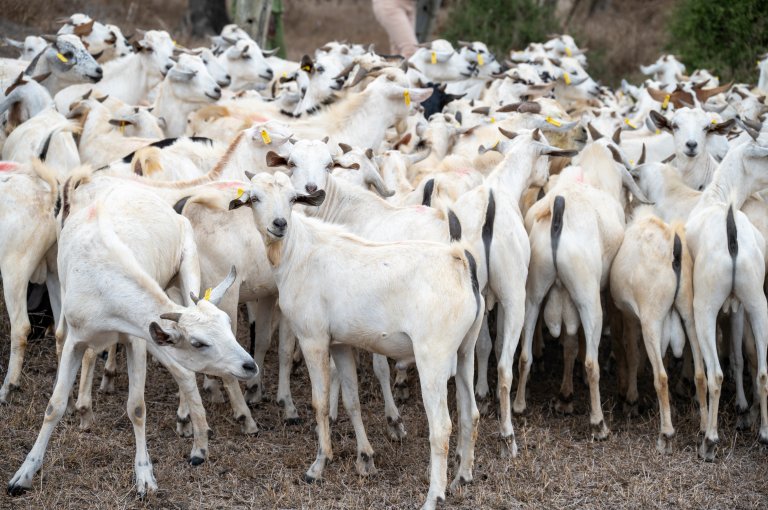 Goats at ILRI Kapiti Research Station, Kenya. Photo: Morten Günther