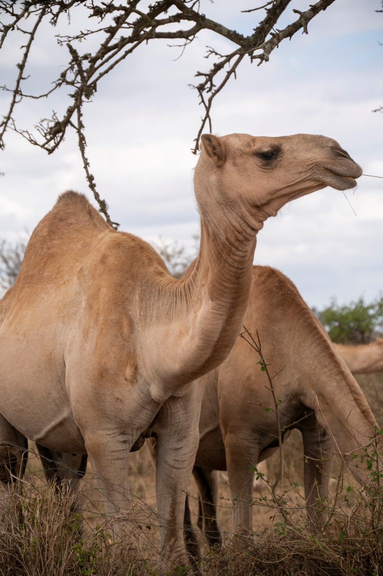 Camels at ILRI Kapiti Research Station, Kenya. Photo: Morten Günther / NIBIO