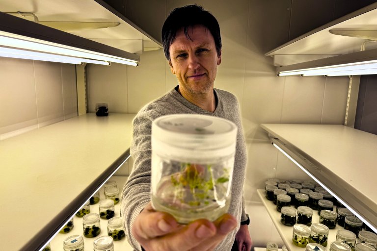 ​  Researcher Tage Thorstensen and his team at NIBIO developed the world’s first CRISPR-edited iceberg lettuce with increased resistance to rot fungi. New EU regulations may now make it easier to test the lettuce in field trials and eventually bring it to consumers. Photo: Siri Elise Dybdal  ​