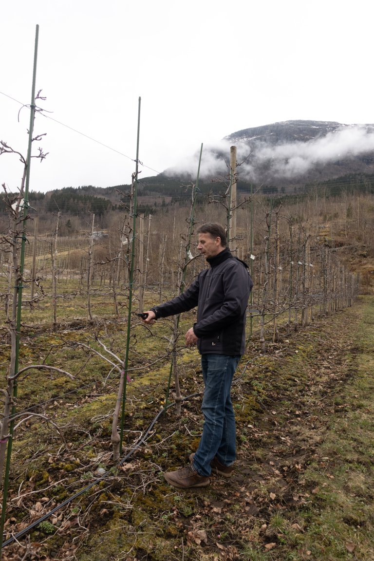 Fruktforskar Darius Kviklys i eit av eplefelta til NIBIO Ullensvang.  Trea er planta på svak grunnstamme. Foto: Hege Ulfeng