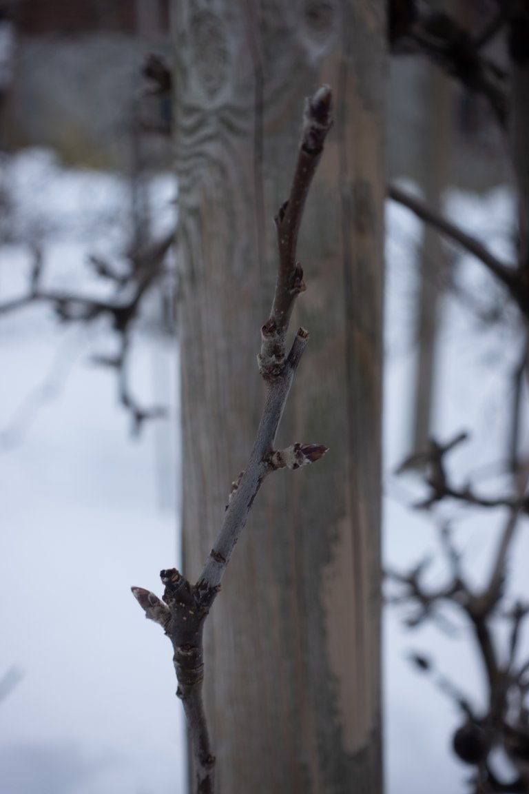 Blomeknoppar og bladknoppar på eplegrein. Foto: Hege Ulfeng