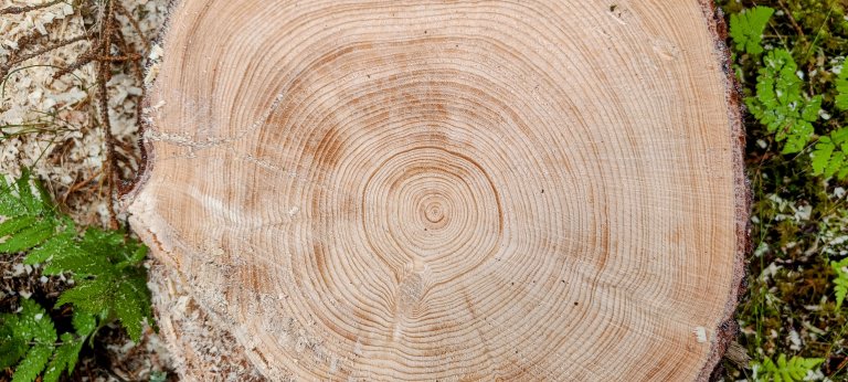 Tetthet og fiberlengde har stor betydning for styrke. Tidligere forskning viser at begge øker med treets alder. – Smalere årringer ytterst i treet gir økt styrke og stivhet, forklarer Geir Vestøl, professor i treteknologi ved NMBU. Foto: Eirik Nordhagen, NIBIO