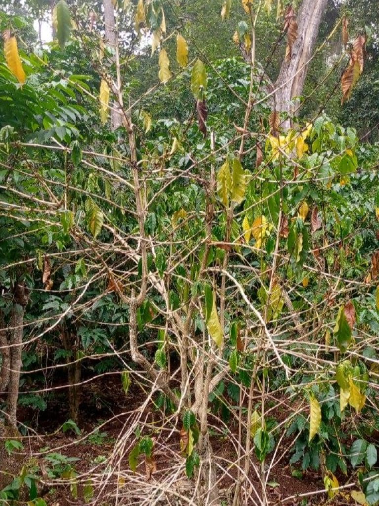 Diseased Coffee_ Harena-Buluk district_Kumbi village, Bale zone, Ethiopia_cropped.jpg